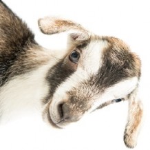 La chèvre obstinée : victime de qui ? La chèvre obstinée : victime de qui ?